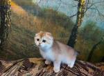 Watson golden shell ny 12 scottish fold boy - Scottish Fold Kitten For Sale - CA&comma; US