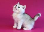 Pollux silver shaded ns 11 british shorthair boy - British Shorthair Kitten For Sale - CA&comma; US