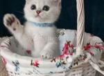 Holmes silver shaded chinchilla ns 11 boy - Scottish Straight Kitten For Sale - CA&comma; US