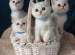 Hariton silver shell chinchilla ns 12 boy - Scottish Straight Kitten For Sale - CA&comma; US