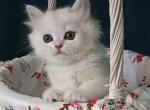 Hugo silver shell chinchilla longhair ns 12 boy - Scottish Straight Kitten For Sale - CA&comma; US