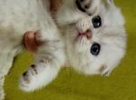 Wella silver spotted tabby scottish fold baby girl - Scottish Fold Kitten For Sale - CA&comma; US