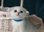 Hippie silver shaded scottish fold baby boy - Scottish Fold Kitten For Sale - CA&comma; US