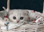 Hammer silver shaded scottish fold baby boy - Scottish Fold Kitten For Sale - CA&comma; US