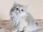 Blue golden shaded longhair baby girl - Persian Kitten For Sale - CA&comma; US