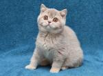 Nastyasha lilac ticked british shorthair girl - British Shorthair Kitten For Sale - CA&comma; US