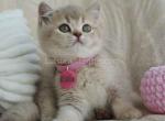 Rivka lilac ticked british shorthair baby girl - British Shorthair Kitten For Sale - CA&comma; US