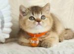 Ruby chocolate ticked british shorthair baby girl - British Shorthair Kitten For Sale - CA&comma; US