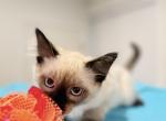 Balinese Holiday Litter - Balinese Kitten For Sale - 