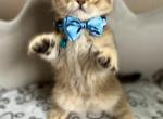 Oscar - Scottish Fold Kitten For Sale - Kent&comma; WA&comma; US