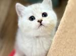 Lilia - Scottish Straight Kitten For Sale - Kent&comma; WA&comma; US