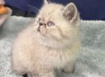 Exotic shorthair boy himalayan - Exotic Kitten For Sale - Palm Coast&comma; FL&comma; US