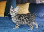 Andy - Bengal Kitten For Sale - Baldwin&comma; MI&comma; US
