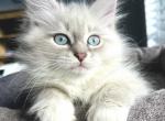 Ike - Siberian Kitten For Sale - Bonita Springs&comma; FL&comma; US