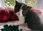 Mr Jingles - Exotic Kitten For Sale - Arlington Heights&comma; IL&comma; US