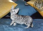 Sully - Bengal Kitten For Sale - Baldwin&comma; MI&comma; US
