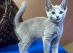 Danyasha - Russian Blue Kitten For Sale - Hollywood&comma; FL&comma; US