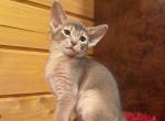 Bruno - Abyssinian Kitten For Sale - Norwalk&comma; CT&comma; US