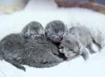 Asher - British Shorthair Cat For Sale - WA&comma; US