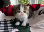 Fluffy - Persian Kitten For Sale - Arlington Heights&comma; IL&comma; US