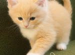 Lord Crawley TICA Registered - Ragdoll Kitten For Sale - Maineville&comma; OH&comma; US