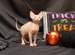 Delphine Atlas Blue Collar Boy - Sphynx Kitten For Sale - North Wales&comma; PA&comma; US