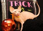 Delphine Atlas Yellow Collar Boy - Sphynx Kitten For Sale - North Wales&comma; PA&comma; US