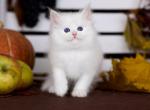 Armani - Siberian Kitten For Sale - Pembroke Pines&comma; FL&comma; US