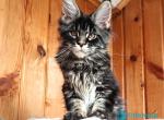 Camaro - Maine Coon Kitten For Sale - Miami&comma; FL&comma; US