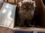 choc fem - Persian Cat For Sale - Mora&comma; NM&comma; US