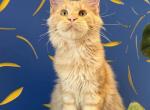 SALE Bruno Mars - Maine Coon Kitten For Sale - Jacksonville&comma; FL&comma; US