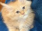 Waiting list open Orange - Maine Coon Cat For Sale - Jacksonville&comma; FL&comma; US