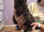 Enzo PureBred Maine Coons - Maine Coon Kitten For Sale - St&period; Louis&comma; MO&comma; US