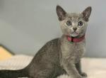 Sky - Russian Blue Kitten For Sale - Hollywood&comma; FL&comma; US