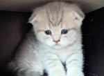 September - Scottish Fold Kitten For Sale - Clearwater&comma; FL&comma; US