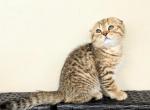 September girl - Scottish Fold Kitten For Sale - Clearwater&comma; FL&comma; US