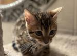 August litter - Bengal Kitten For Sale - Denver&comma; CO&comma; US