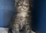 Half Maine Coon Male - Maine Coon Kitten For Sale - Cameron&comma; MO&comma; US