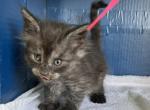 Half Maine Coon Female - Maine Coon Kitten For Sale - Cameron&comma; MO&comma; US