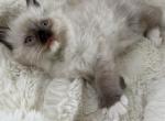The BEST boy Cuddle Bug Ragdoll Choc Pointed Male - Ragdoll Kitten For Sale - Central Nyack&comma; NY&comma; US