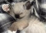 Ready Nov 18 Chonky Fluff Ragdoll M Choc Pointed - Ragdoll Cat For Sale - Central Nyack&comma; NY&comma; US