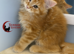 Orange tabby boy - Maine Coon Kitten For Sale - Canyon Lake&comma; CA&comma; US