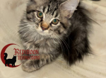 Tabby girl - Maine Coon Kitten For Sale - Canyon Lake&comma; CA&comma; US
