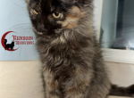 Tortie girl - Maine Coon Kitten For Sale - Canyon Lake&comma; CA&comma; US