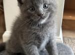 Ash Russian Blue Male Kitten - Russian Blue Kitten For Sale - Beach Park&comma; IL&comma; US