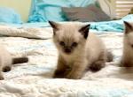 Angels - Siamese Kitten For Sale - Cape Coral&comma; FL&comma; US