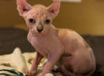 Buddy the Elf Sphynx - Sphynx Kitten For Sale - Oklahoma City&comma; OK&comma; US