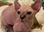 Gingersnap the Dwelf Sphynx - Sphynx Kitten For Sale - 