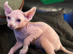 Snowflake the Elf Sphynx - Sphynx Kitten For Sale - Oklahoma City&comma; OK&comma; US