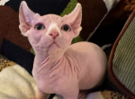 Sugarplum the Dwelf Sphynx - Sphynx Kitten For Sale - Oklahoma City&comma; OK&comma; US